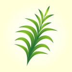 팜 지점, 절연 | 무료 벡터