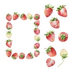 수채화 딸기 꽃받침 은 열매 | 프리미엄 벡터