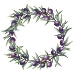 올리브 수채 그림 올리브 가지 초록색 물색 올리브 꽃받침 | 프리미엄 벡터