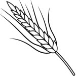 황금 밀 로고 터 일러스트 Golden Wheat 터 아이콘과 표지 | 프리미엄 벡터