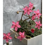 新作好評 sold 大苗 抜き苗の通販 by tororinkos shop｜ラクマ out 多肉植物 タキタス ベルム 通販大得価