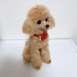 はオーダー モア子様❁オーダー画面❁編みぐるみ❁羊毛フェルト❁ハンドメイドの通販 by AYA｜ラクマ しくお