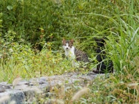 숲속 고양이가족 - 사진 게시판 - 기글하드웨어