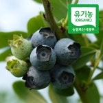 순창제일교회 조상단 권사의 유기농 블루베리 하우스 (생과/2kg) | 갓피플 푸른가게 순창제일교회 조상단 권사의 유기농 블루베리 하우스... 