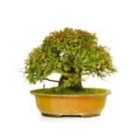 소사 | 갓피플몰