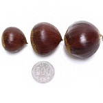 공주 정안 바울농장 정안밤 (4kg, 8kg) | 갓피플 푸른가게 공주 정안 바울농장 정안밤 (4kg, 8kg) [갓피플몰]