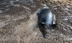 농장동물 : 농장동물 : 애니멀피플 : 뉴스 : 농장동물 : 농장동물 : 애니멀피플 : 뉴스 : 