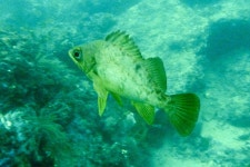 제주 바다로 잠수하러 가요