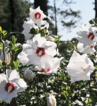 내사랑, 눈보라, 잔다르크…다음 중 무궁화 이름이 아닌 것은?