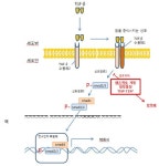 메드팩토, TEW-7197 안전성 확인…미 FDA 간암·MDS 2상 진입... 임상 돋보기]메드팩토, TEW-7197 안전성 확인…미 FDA 간암·MDS 2상 진입 