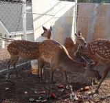 국내 녹용 가격 깜깜이…사슴 유통 체계 손본다 | 한국경제 국내 녹용 가격 깜깜이…사슴 유통 체계 손본다
