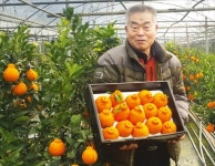 잘 익은 한라봉 맛보세요” | 한국경제 “잘 익은 한라봉 맛보세요”