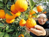 잘 익은 한라봉 | 한국경제 잘 익은 한라봉