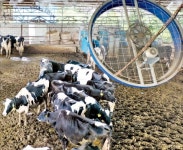 대형 선풍기 돌아가는 축사 | 한국경제 대형 선풍기 돌아가는 축사