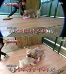 동물농장 사과 코로나19 자막 명백한 제작진 잘못 전문 | 한국경제TV 동물농장 사과 코로나19 자막 명백한 제작진 잘못 전문
