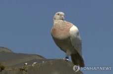 미국서 호주까지 망망대해 건넌 비둘기, 검역 탓 살처분 위기 | 한국경제 미국서 호주까지 망망대해 건넌 비둘기, 검역 탓 살처분 위기