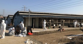 화성 친환경 산안농장, 결국 살처분…더 버틸 힘 없어 | 한국경제 화성 친환경 산안농장, 결국 살처분…더 버틸 힘 없어