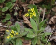 꼬리조팝나무, 꼬리풀, 꼭두서니, 꽃고비, 꽃다지, 꽃댕강나무 | 한국경제 [꽃엽서] 꼬리조팝나무, 꼬리풀, 꼭두서니, 꽃고비, 꽃다지, 꽃댕강나무