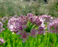 두메부추, 두메분취, 두메양귀비, 둥굴레, 둥근이질풀 | 한국경제 [꽃엽서] 두메부추, 두메분취, 두메양귀비, 둥굴레, 둥근이질풀