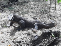 코로나의 역설…공룡 후예 코모도왕도마뱀 늘어 | 한국경제 [잘란 잘란] 코로나의 역설…공룡 후예 코모도왕도마뱀 늘어