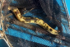 한강 김포대교 상류서 황금장어 잡혀…풍어 기대 | 한국경제 [사진톡톡] 한강 김포대교 상류서 황금장어 잡혀…풍어 기대