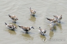 인천 연수구, 송도 갯벌 활용해 초등생 생태교육 | 한국경제 인천 연수구, 송도 갯벌 활용해 초등생 생태교육