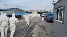 산안농장 사태 촉발 농장서 또 AI…산안농장은 살처분 제외 | 한국경제 산안농장 사태 촉발 농장서 또 AI…산안농장은 살처분 제외