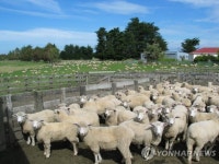 뉴질랜드, 소·양 트림서 발생 메탄가스에 비용 부과 | 한국경제 뉴질랜드, 소·양 트림서 발생 메탄가스에 비용 부과
