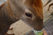 의령·진주 농장서 올해초 사슴 광우병 발생…전량 살처분 | 한국경제 의령·진주 농장서 올해초 사슴 광우병 발생…전량 살처분