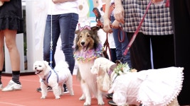 반려동물과 함께 즐겨요…29일 서초구 펫패밀리 축제 | 한국경제 반려동물과 함께 즐겨요…29일 서초구 펫패밀리 축제