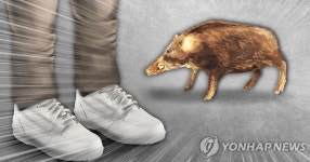 부산 도심에서 새끼 멧돼지 4마리 출몰…일부는 산으로 도망 | 한국경제 부산 도심에서 새끼 멧돼지 4마리 출몰…일부는 산으로 도망