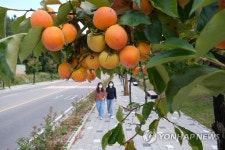감고을 영동의 특별한 가을 정취…가로수 감따기 행사 | 한국경제 감고을 영동의 특별한 가을 정취…가로수 감따기 행사