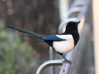 길조 까치도 유해조수지만…맘대로 포획하면 안돼요 | 한국경제 길조 까치도 유해조수지만…맘대로 포획하면 안돼요