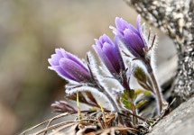정선 동강할미꽃 축제 31일 개막…사랑은 눈과 마음으로 | 한국경제 정선 동강할미꽃 축제 31일 개막…사랑은 눈과 마음으로