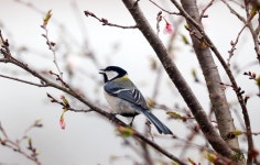 활짝 핀 봄꽃에 짹짹 새들도 노래하네 | 한국경제 [픽! 경남] 활짝 핀 봄꽃에 짹짹 새들도 노래하네
