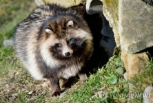 코로나19 숙주 너구리였나…WHO 중국, 알면서도 3년 은폐 비판 | 한국경제 코로나19 숙주 너구리였나…WHO 중국, 알면서도 3년 은폐 비판