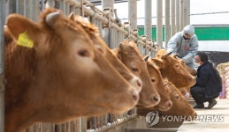 농식품부, 소·염소 사육 농가 구제역백신 일제접종 | 한국경제 농식품부, 소·염소 사육 농가 구제역백신 일제접종