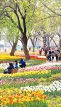 포토 튤립 활짝 핀 중랑천 산책로 | 한국경제TV 포토 튤립 활짝 핀 중랑천 산책로