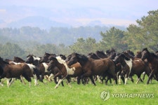 말들에게도 봄이 왔나봄 천연기념물 제주마 한라산 초원으로 | 한국경제 말들에게도 봄이 왔나봄 천연기념물 제주마 한라산 초원으로