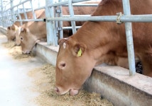 ⑪ 천혜의 환경에서 쑥 먹고 자란 명품 한우…거창 애우 | 한국경제 [다시 뛰는 경남농업] ⑪ 천혜의 환경에서 쑥 먹고 자란 명품 한우…거창 애우