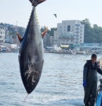 강릉 주문진서 160㎏ 초대형 참치 잡혔다…310만원에 위판 | 한국경제 강릉 주문진서 160㎏ 초대형 참치 잡혔다…310만원에 위판