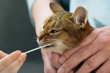 집에서 하는 반려동물 유전자 검사…피터페터, 프리 A 투자유치... 하는 반려동물 유전자 검사…피터페터, 프리 A 투자유치 [허란의 VC 투자노트]