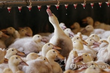 폭염에 전남 축산농가 피해 급증…닭·돼지 1만마리 폐사 | 한국경제 폭염에 전남 축산농가 피해 급증…닭·돼지 1만마리 폐사