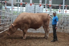 소 한 마리가 1200kg…제주서 슈퍼한우 나와 | 한국경제 소 한 마리가 1200kg…제주서 슈퍼한우 나와