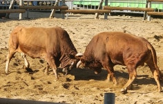 으랏차차~ 흥미진진 황소들의 힘대결 | 한국경제 [픽! 보은] 으랏차차~ 흥미진진 황소들의 힘대결