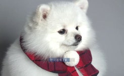 서울 중구, 반려견 축제 제1회 해피투개(dog)더 개최 | 한국경제 서울 중구, 반려견 축제 제1회 해피투개(dog)더 개최 [메트로]