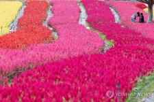핫플 된 철원 고석정 꽃길 황금연휴 30만명 걸었다 | 한국경제 핫플 된 철원 고석정 꽃길 황금연휴 30만명 걸었다
