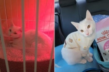 고양이도 수혈이 필요해…아픈 고양이 살리는 헌혈묘 | 한국경제 고양이도 수혈이 필요해…아픈 고양이 살리는 헌혈묘