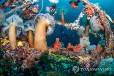 동해안 바닷속에는 볼거리가 없다?…해중공원은 달라 | 한국경제 동해안 바닷속에는 볼거리가 없다?…해중공원은 달라