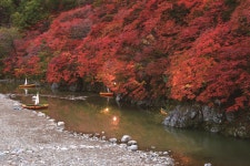 태백 철암 단풍 군락지 | 한국경제 태백 철암 단풍 군락지